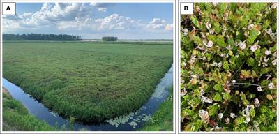 Advances in cranberry insect pest management: A literature synthesis